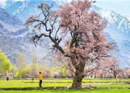 Tour Pakistan 10N9Đ: HCM - Skardu - Hunza - Khunjerab - Ngắm Hoa Anh Đào