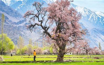 Tour Pakistan 10N9Đ: HCM - Skardu - Hunza - Khunjerab - Ngắm Hoa Anh Đào