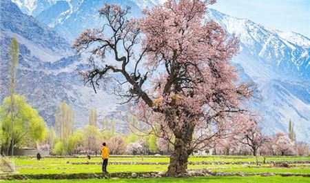 Tour Pakistan 10N9Đ: HCM - Skardu - Hunza - Khunjerab - Ngắm Hoa Anh Đào