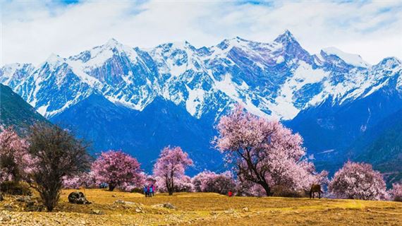 Hoa anh đào Tây Tạng