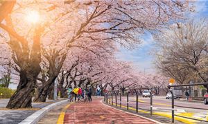 Hoa anh đào ở Hàn Quốc.
