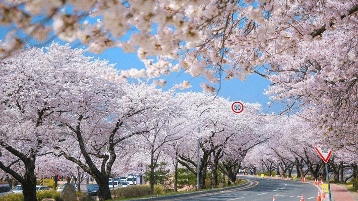 Hoa anh đào ở Hàn Quốc.