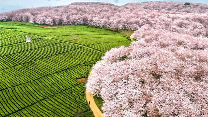 Vườn anh đào Vạn Mẫu Bình Bá