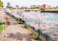 Tour Nhật Bản 5N5Đ: HCM - Osaka - Kyoto - Núi Phú Sĩ - Tokyo