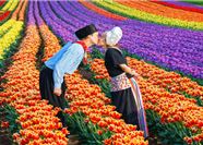 Tour Tây Âu 11N10Đ: Hà Nội - Ý - Thuỵ Sĩ -  Đức - Hà Lan - Bỉ - Pháp - Lễ Hội Hoa Tulip