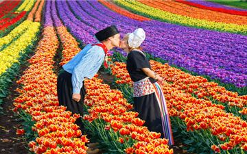 Tour Tây Âu 11N10Đ: Hà Nội - Ý - Thuỵ Sĩ -  Đức - Hà Lan - Bỉ - Pháp - Lễ Hội Hoa Tulip