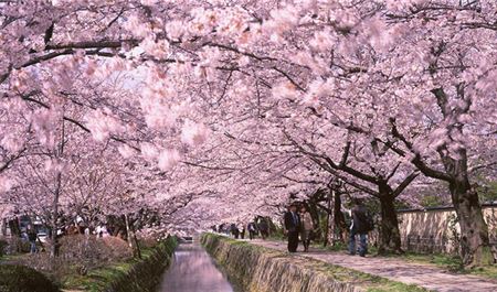 Tour Nhật Bản 6N5Đ: HCM - Narita - Tokyo - Yamanashi - Kyoto - Mùa Hoa Anh Đào