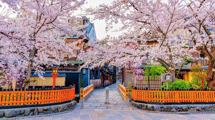 Phố Cổ Gion mùa hoa anh đào.