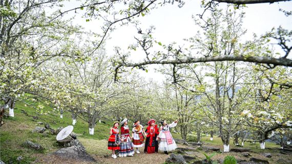 Mùa Hoa Lê Trắng