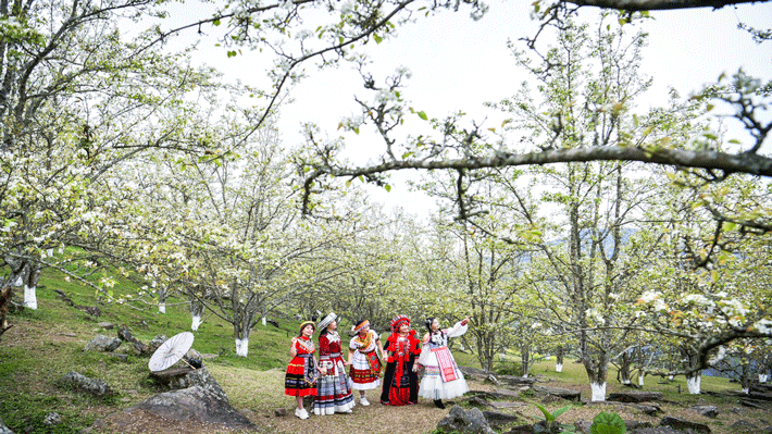 Mùa Hoa Lê Trắng