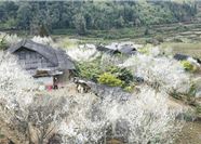 Tour Tây Bắc 2N1Đ: Hà Nội - Bắc Hà - Tả Van Chư - Mùa Hoa Lê Trắng