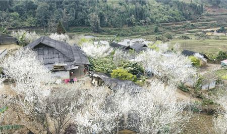 Tour Tây Bắc 2N1Đ: Hà Nội - Bắc Hà - Tả Van Chư - Mùa Hoa Lê Trắng