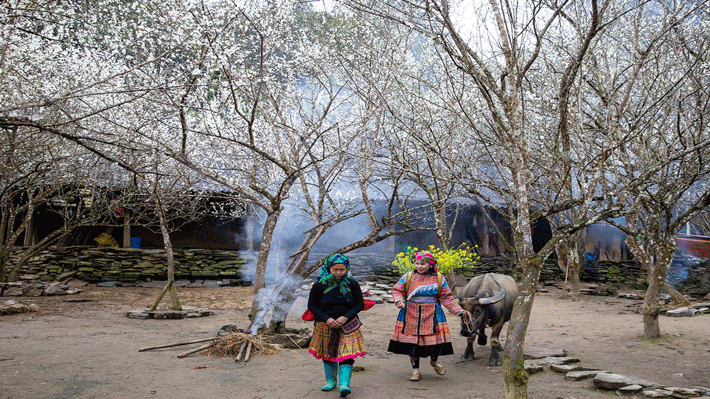 Mùa hoa trên cao nguyên trắng Bắc Hà