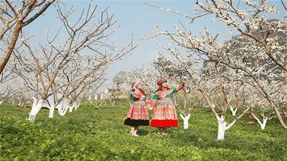 Ngắm hoa mận, hoa lê trắng