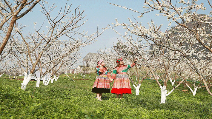 Ngắm hoa mận, hoa lê trắng