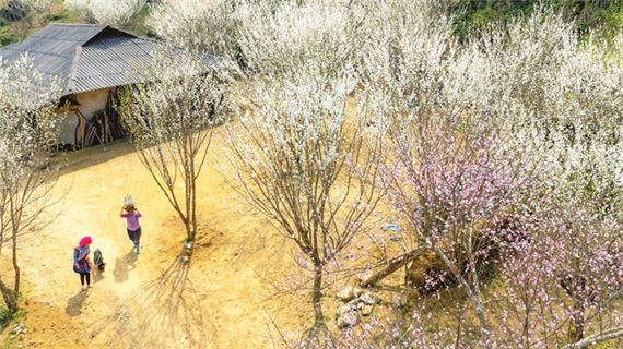 Ngắm hoa mận, hoa lê trắng