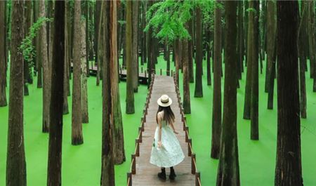 Tour Trung Quốc 5N4Đ: Hà Nội - Thượng Hải - Bộc Viện - Hồ Thanh Sơn - Hoành Thôn Cổ Trấn