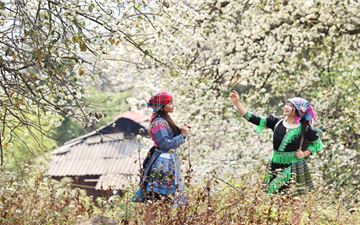 Tour Nậm Nghiệp 2N1Đ: Hà Nội -  Khoáng Nóng Bản Lướt - Ngắm Hoa Sơn Tra