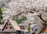 Tour Nhật Bản 5N5Đ: HCM - Yamanashi - Takayama - Làng Cổ Shirakawago Hoa Anh Đào