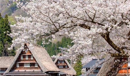 Tour Nhật Bản 5N5Đ: HCM - Yamanashi - Takayama - Làng Cổ Shirakawago Hoa Anh Đào