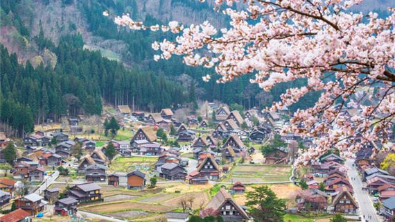 Làng cổ Shirakawa Go.