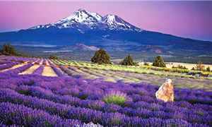 Ngắm hoa Lavender