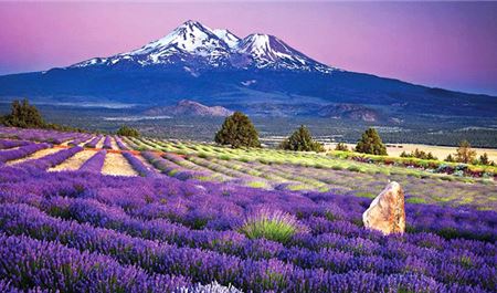 Tour Nhật Bản 6N5Đ: Hà Nội - Osaka - Rừng trúc Arashiyama - Phú Sĩ - Tokyo