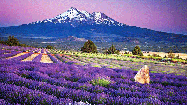 Tháp Tokyo Skytree.