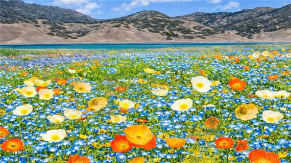 Biển hoa dưới chân núi Thiên Sơn.