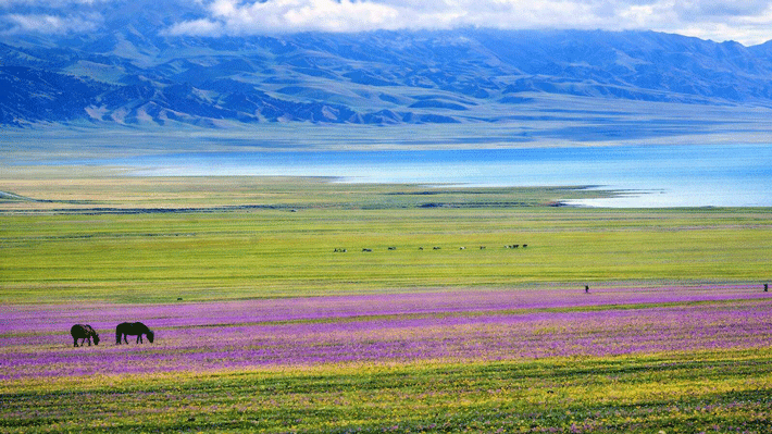 Khung cảnh thảo nguyên xanh mướt ở Tân Cương.