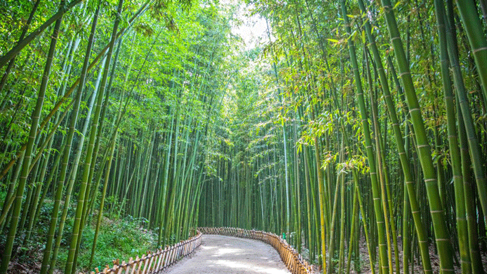 Rừng tre trong công viên Teahwagang.