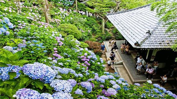 Chìm đắm vào sắc hoa Cẩm Tú Cầu ở chùa Hasedera.