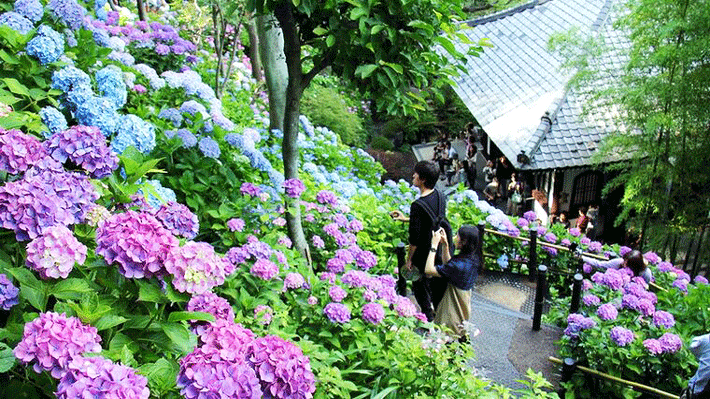 Chìm đắm vào sắc hoa Cẩm Tú Cầu ở chùa Hasedera.