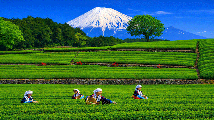 Đồi chè Obuchi Sasaba