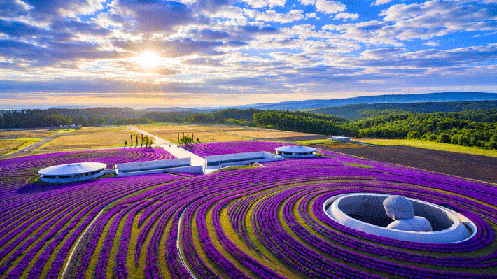 Atama Daibutsu - Tượng Phật ngồi giữa đồng hoa oải hương.