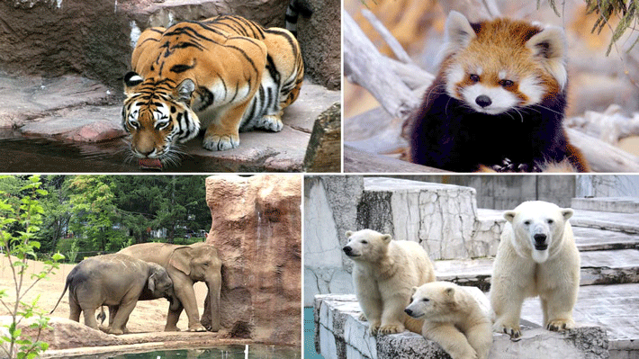 Sở thú Sapporo Maruyama.