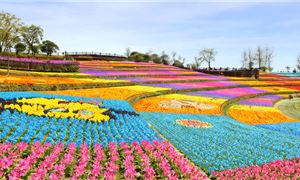 Dương Xương Hoa Hoạ Tiểu Trấn