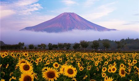 Tour Nhật Bản 5N5Đ: HCM - Osaka - Kyoto - Tokyo - Ngắm Hoa Hướng Dương