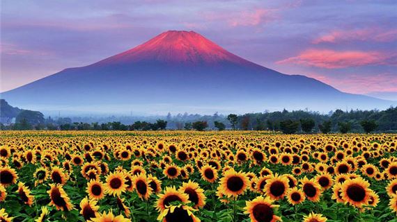 Công Viên Hanano Miyako