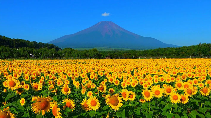 Công Viên Hanano Miyako