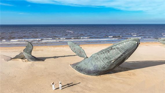 Cá voi cô đơn tại Golden Beach, Yên Đài.