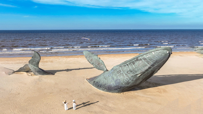 Cá voi cô đơn tại Golden Beach, Yên Đài.