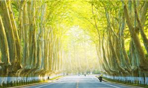 Đại lộ ngô đồng Nam Kinh.