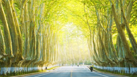 Hàng cây ngô đồng ở Nam Kinh.