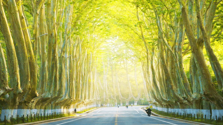 Hàng cây ngô đồng ở Nam Kinh.