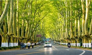 Hàng cây ngô đồng ở Nam Kinh.