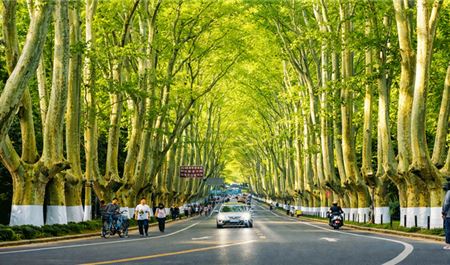 Tour Trung Quốc 5N5Đ: HCM - Thượng Hải - Free Day - Ô Trấn - Nam Kinh