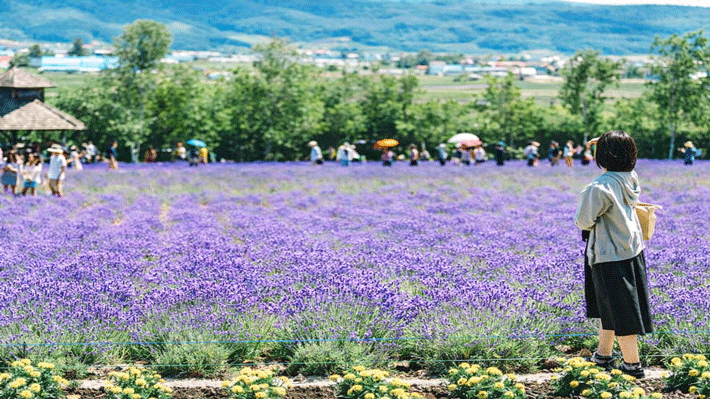 Trang trại hoa Tomita