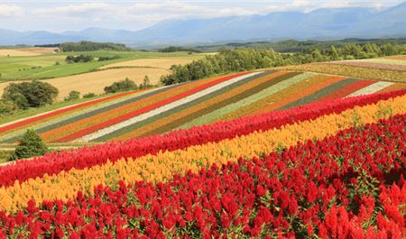 Tour Nhật Bản 7N6Đ: HCM - Hokkaido - Thung Lũng Noboribetsu - Sapporo - Biei - Ngọn Đồi Bốn Mùa