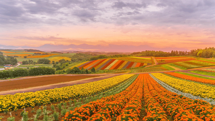 Ngọn đồi bốn mùa Shikisai no Oka.